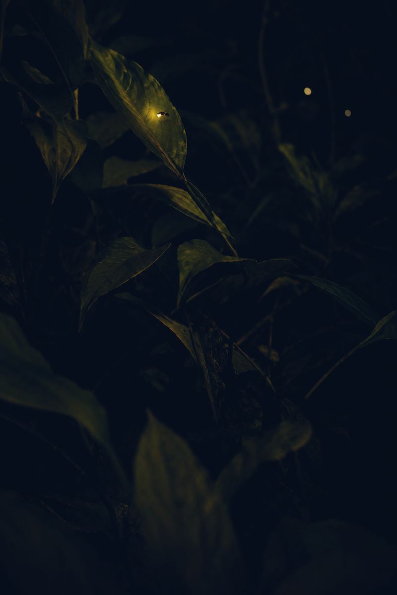 Un cocuyo entre la vegetaci&oacute;n, de noche